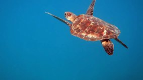 Underwater video of hawksbill turtle swimming in blue sea. Hawksbill turtle taking a breath at the surface and back to deep. Slow motion. Ideal for marine life and diving enthusiasts.