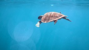 Underwater video of young Hawksbill Turtle swimming in blue sea. Turtle ascends to surface to breathe, marine life in natural habitat. Slow-motion of diving or snorkeling with turtle.