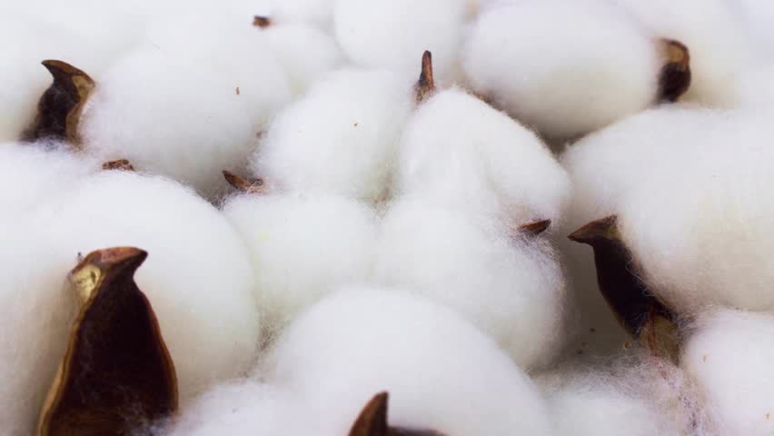 White and brown cotton ball flowers circle rotation close up