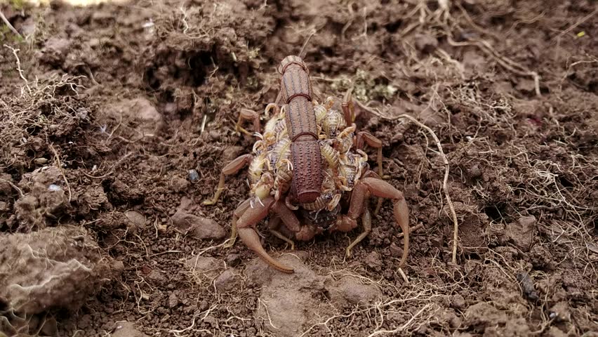 Female Indian red scorpion carrying babies (Scorplings) on her back⁣ Royalty-Free Stock Footage #1100192775