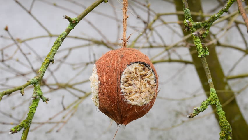 Robin on coconut bird feeder