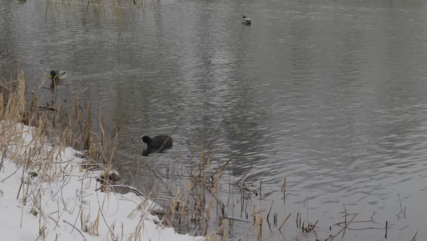 Eurasian Coot Looking For Food In The Water. Wild Ducks On The Lake At Winter In The City Park. Royalty-Free Stock Footage #1100206331