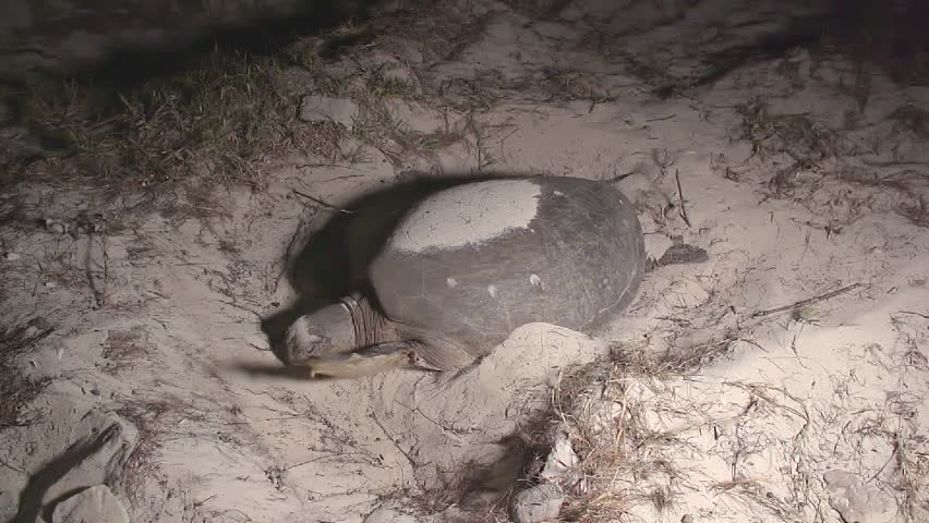 Full shot Turtle covering nest on the beach