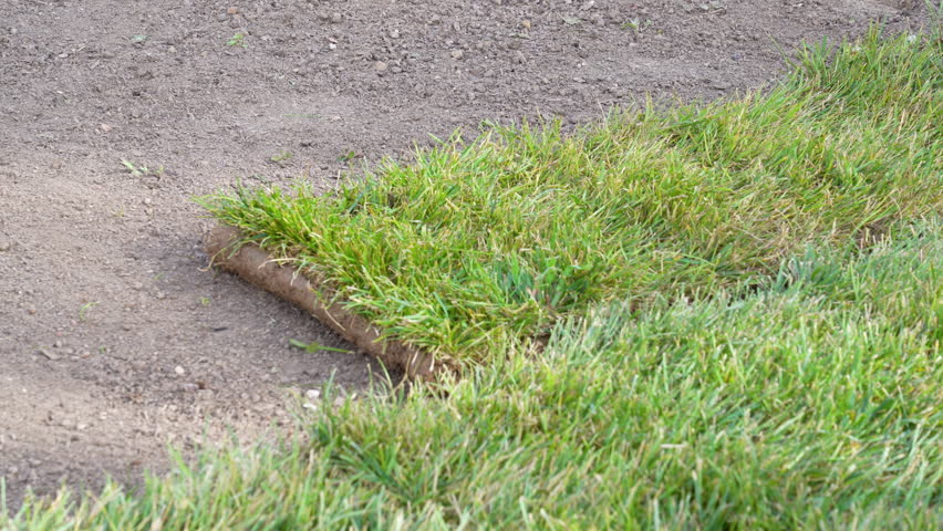 View of unrecognizable gardener fixing sod on field of backyard. Worker laying roll lawn in garden. | Shutterstock HD Video #1100215299