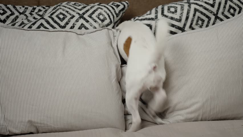 Active dog playing with pillows on bed in living room, looking for hidden toy. Naughty pet, dog bad behavior