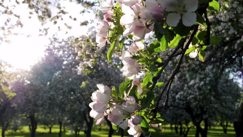 Close up buds of blooming flowers with pink white petals of fruit trees of cherries and apples. Picturesque spring landscape of blossom garden in city recreation park. In light of sun rays at sunset Royalty-Free Stock Footage #1100219175