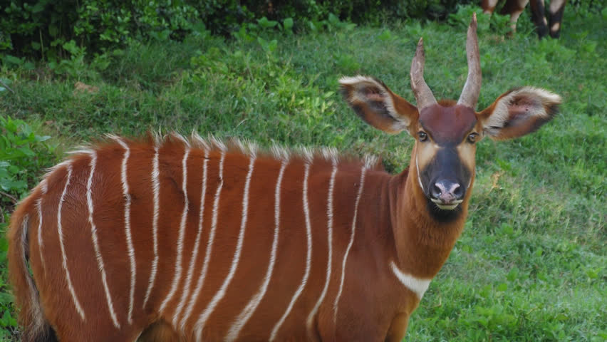 Eastern Mountain Bongo (Tragelaphus Euryerus Isaaci) 
