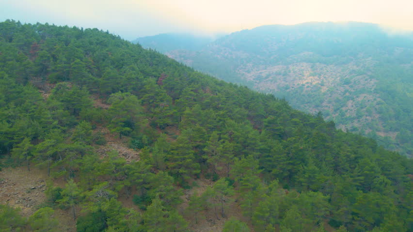Lush green pine tree forest forrest in the mountains layered with valleys