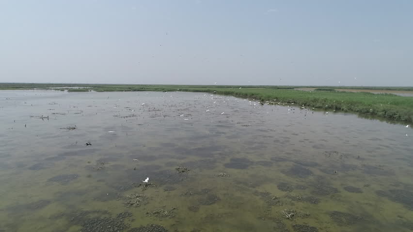 Flight of wild birds and cranes over the river