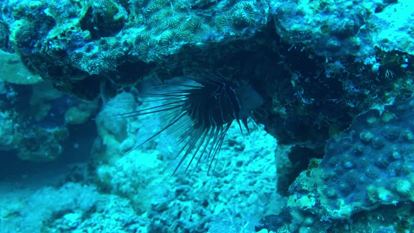 View of lionfish in the reef | Shutterstock HD Video #1100223773