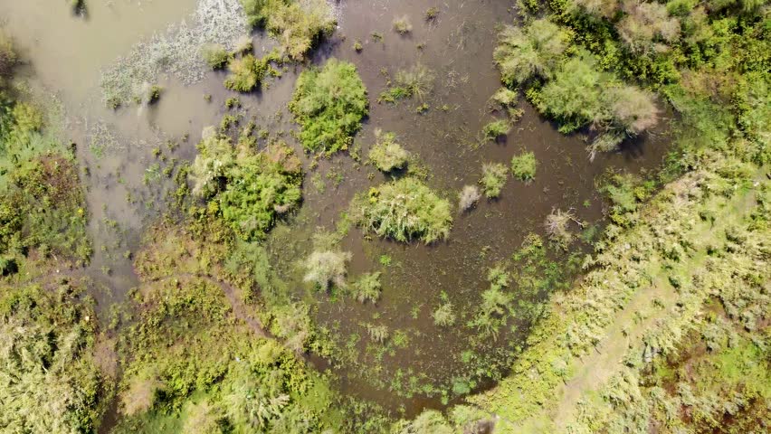 Aerial view of a lake with in water vegetation, Sea of Galilee, Israel.
