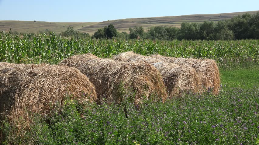 Straw Bale in Agriculture Field, Forage for Pigs, Cows, Sheep Animals, Cultivated Fodder Land at Countryside