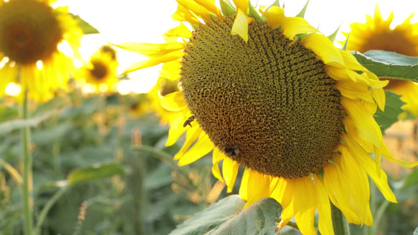 Bees collect nectar for honey at sunset in a sunflower field. Royalty-Free Stock Footage #1100235777
