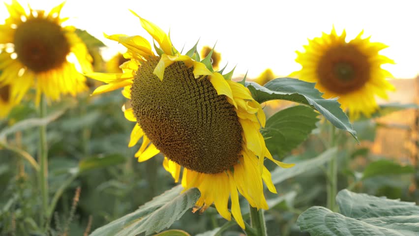 Sunflowers close-up at sunset. Warm rays of the sun shine on sunflowers in the field. Royalty-Free Stock Footage #1100235779