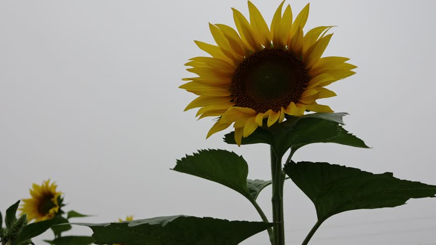 Sunflower close-up in cloudy weather in a field outside the city Royalty-Free Stock Footage #1100235781