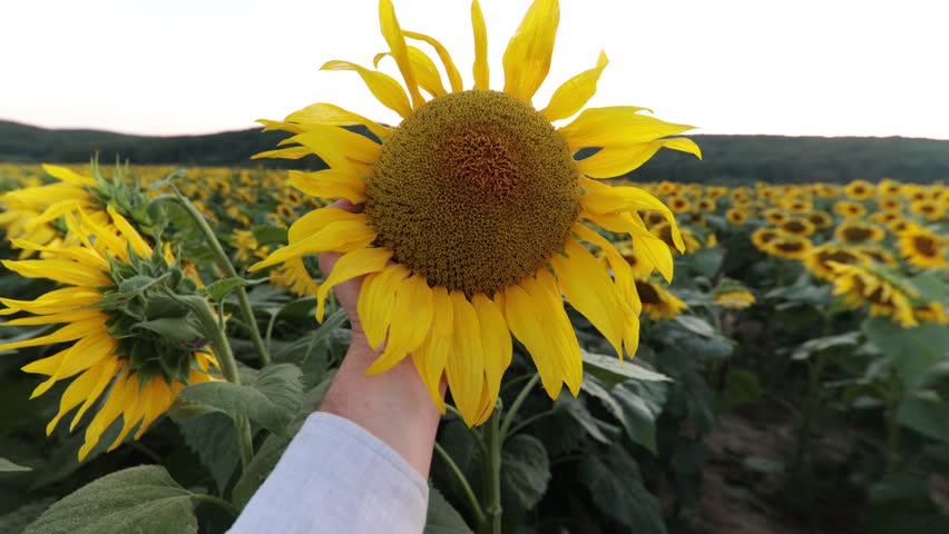 Sunflower in a man's hand close-up at sunset. Warm rays of the sun shine on sunflowers in the field. Royalty-Free Stock Footage #1100235783