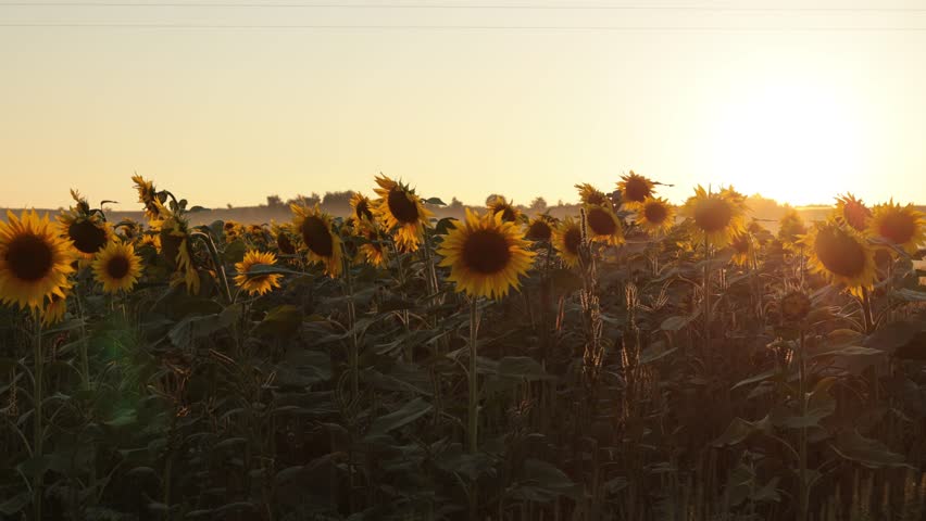 Sunflowers in the field lit by the sun at sunset. The warm rays of the sun shine on the sunflowers. Royalty-Free Stock Footage #1100235789