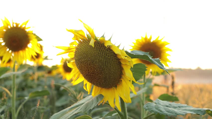Sunflowers close-up at sunset. Warm rays of the sun shine on sunflowers in the field. Royalty-Free Stock Footage #1100235791