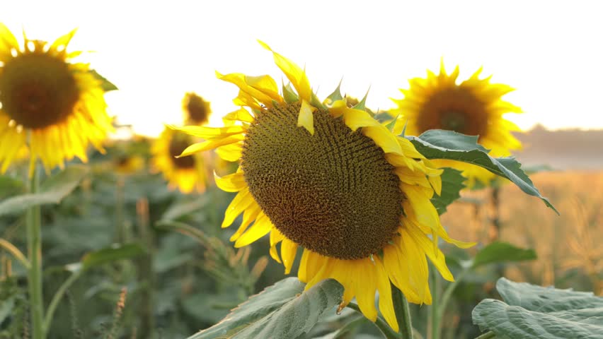 Sunflowers close-up at sunset. Warm rays of the sun shine on sunflowers in the field. Royalty-Free Stock Footage #1100235797