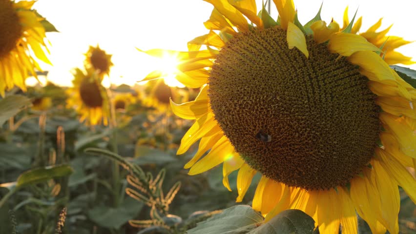 A bee collects nectar for honey on a sunflower at sunset in a sunflower field. Royalty-Free Stock Footage #1100235799