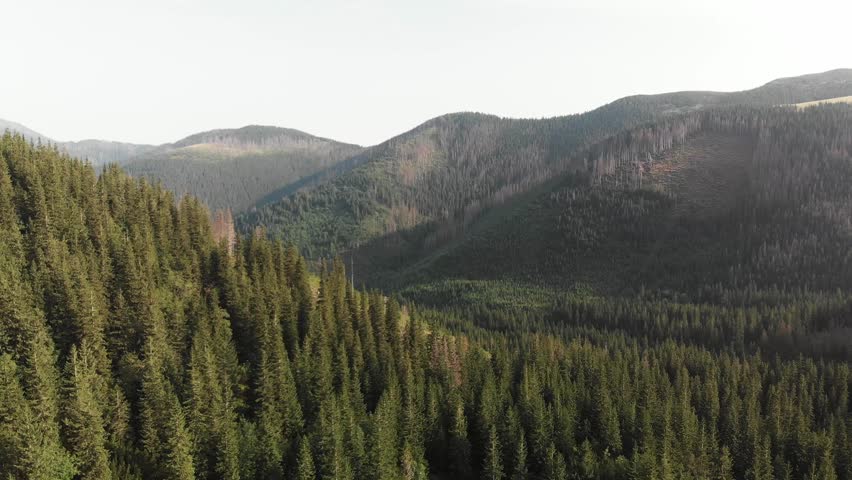 Trees in the High Tatras mountains, Slovakia - Drone video - DJI D-Cinelike color profile