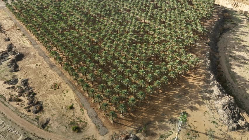 Date palm trees in the desert
aerial drone shot. Royalty-Free Stock Footage #1100241593