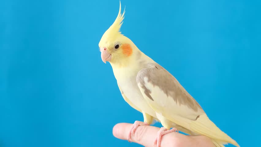 A charming cockatiel sits on a finger, trustingly looks into the camera and enjoys the moment of connection