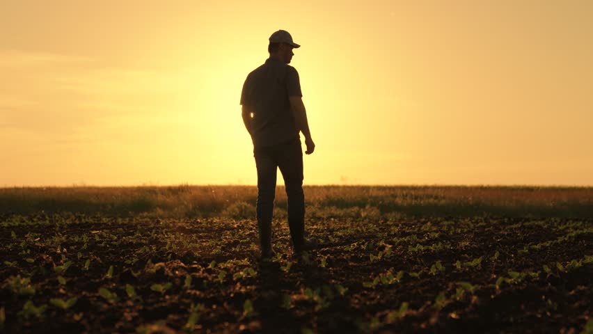 Farmer works in rubber boots, field with young green sprouts. Businessman grows food. Worker walks in rubber boots at sunset. Agricultural business. Grow grain, vegetables. Field, young green shoots Royalty-Free Stock Footage #1100244581