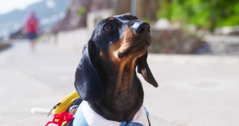 Portrait of small dog dachshund froze with his mouth open from curiosity with silly expression. Inquisitive dog tourist looking at the sights on a tour. Puppy with tongue hanging out heat thirst | Shutterstock HD Video #1100245311
