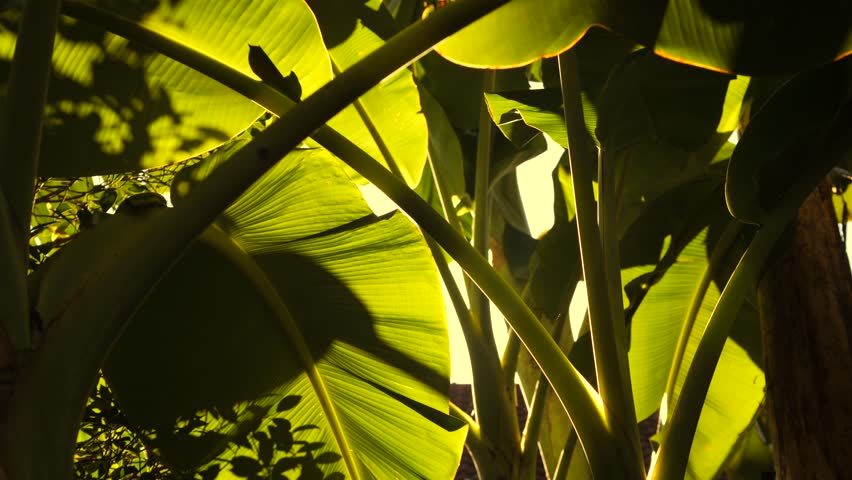 Beautiful Bright Sun Rays Shines Through Banana Palm Tree Leaves Cinematic Warm Atmosphere 4K Slowmotion Tropical Vibes Natural Footage. Phuket, Thailand. Royalty-Free Stock Footage #1100249929