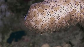 Close-up Spotted Sea Cucumber Holothuria stipulacea on underwater coral. Spotted sea cucumber remains an important species in ocean ecosystem. Macro video.