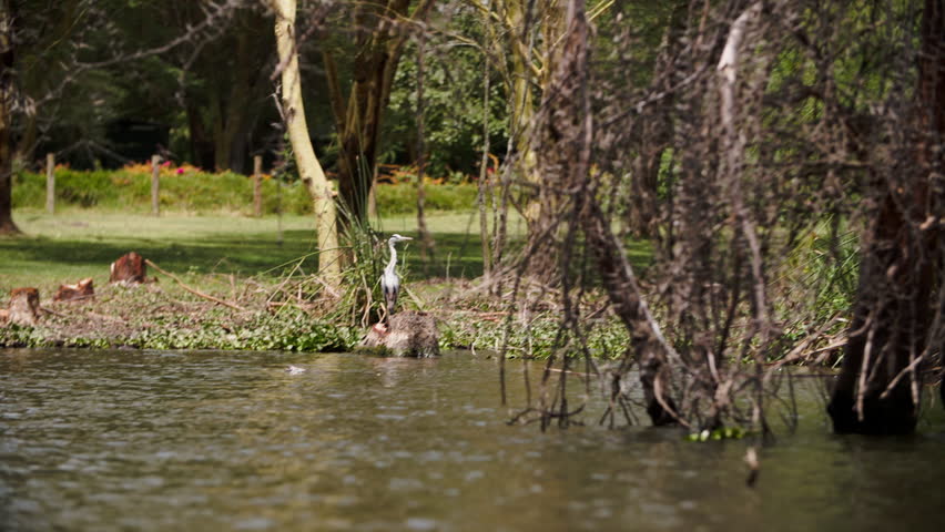 Heron stands gracefully on one leg at root of tree water lake Naivasha in Kenya. Meeting such beautiful and rare bird made very happy.