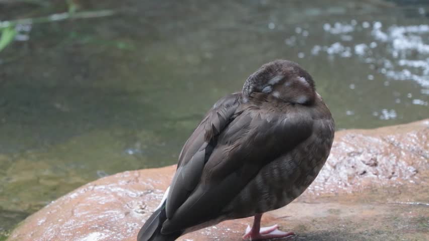 The wild duck stands on one leg, hiding its beak under its wings.