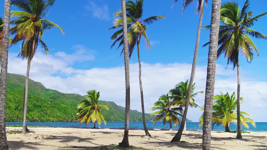 Idyllic and wonderful dream beach with palm trees on white sand and turquoise ocean. Tropical sea under blue sky. Travel and tourism concept background. Palm trees on the beach in Latin America.