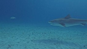 4k video of divers interacting with a Tiger Shark (Galeocerdo cuvier) in Bimini, Bahamas