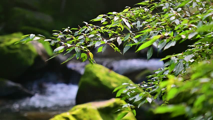The green leaves slowly sway in the wind. Flowing white stream. The stream and moss-covered rocks are in the background. Wufen Mountain, New Taipei City.