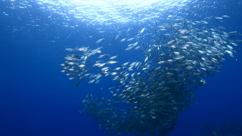 Seascape with schooling Mackerel fish in the coral reef of the Caribbean Sea | Shutterstock HD Video #1100255315