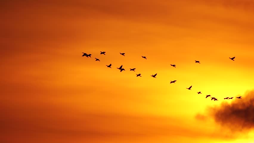 Flock of migratory birds. Cormorants flying in formation. Silhouette of black migratory birds, flying in sunset sky over sea along the coast. Great Cormorants - Phalacrocorax carbo. Slow motion Royalty-Free Stock Footage #1100256671