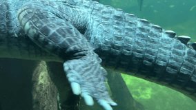 The huge and powerful tail of a crocodile in the water. Stock video. 4K