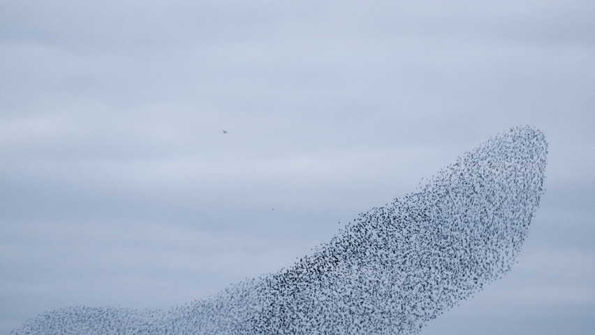 Starling birds murmuration in an overcast sky at the end of the day. Huge groups of starlings in the sky that move in shape-shifting clouds before landing in the trees for the night. Royalty-Free Stock Footage #1100263675