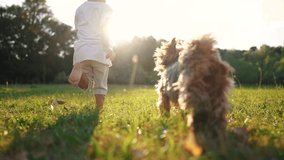 baby and dog. baby boy is playing in the forest park. close-up child legs run on the park green grass in the park. family childhood dream concept. a child in sneakers run on the grass in a park fun - Powered by Shutterstock - Get 15% off with code: PIKWIZARD15