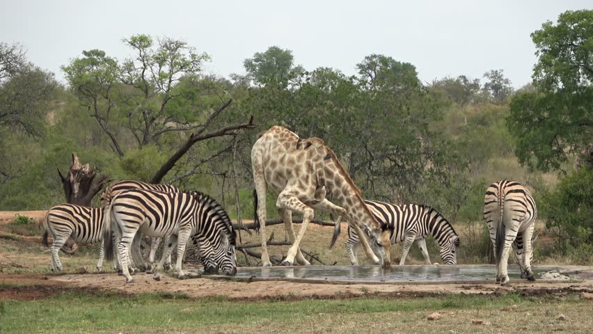 Zebras and giraffes drink from Pond, Africa. Kruger National Park, South Africa, 2022
 | Shutterstock HD Video #1100270453