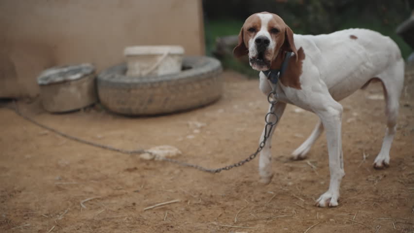 an emaciated hound dog tied to a chain, It wags its tail., slow motion.