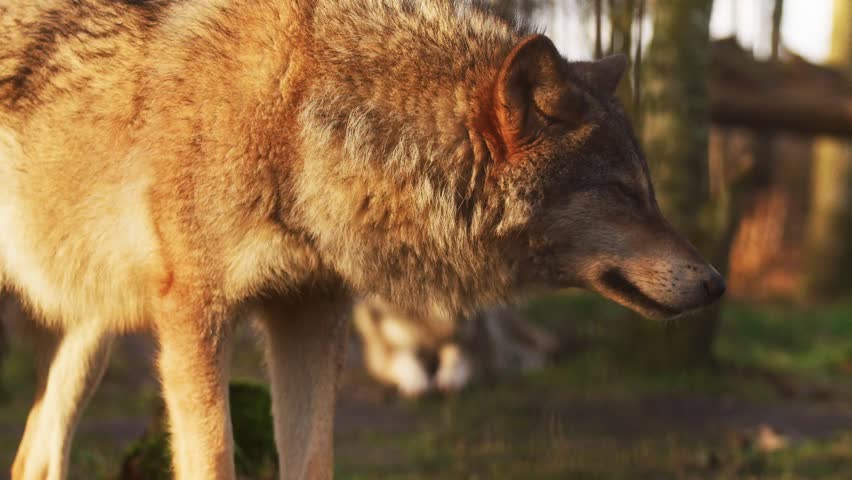 Attentive wolf in beautiful nature  | Shutterstock HD Video #1100276061