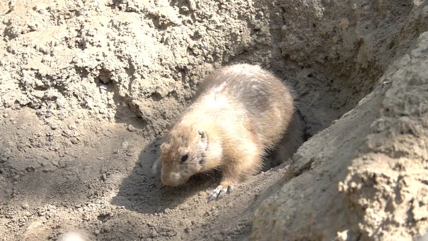prairie dog (cynomys) digs its own hole. slow motion
