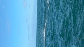 Wild dolphins jump in the ocean in New Zealand. Vertical video. Wildlife scenes.