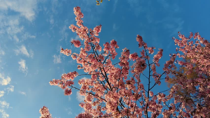 Spring flowers bloom. Cherry Blossom Blossoming Cherry Tree In Full Bloom On Blue Sky Background, Sakura Flower. Japanese Garden in Spring. Flowering of a Fruitful Plant. Fresh Blossoms Petals. Royalty-Free Stock Footage #1100279905
