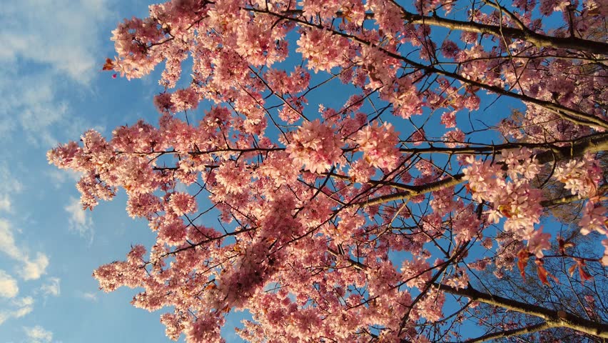 Spring flowers bloom. Cherry Blossom Blossoming Cherry Tree In Full Bloom On Blue Sky Background, Sakura Flower. Japanese Garden in Spring. Flowering of a Fruitful Plant. Fresh Blossoms Petals. | Shutterstock HD Video #1100279905