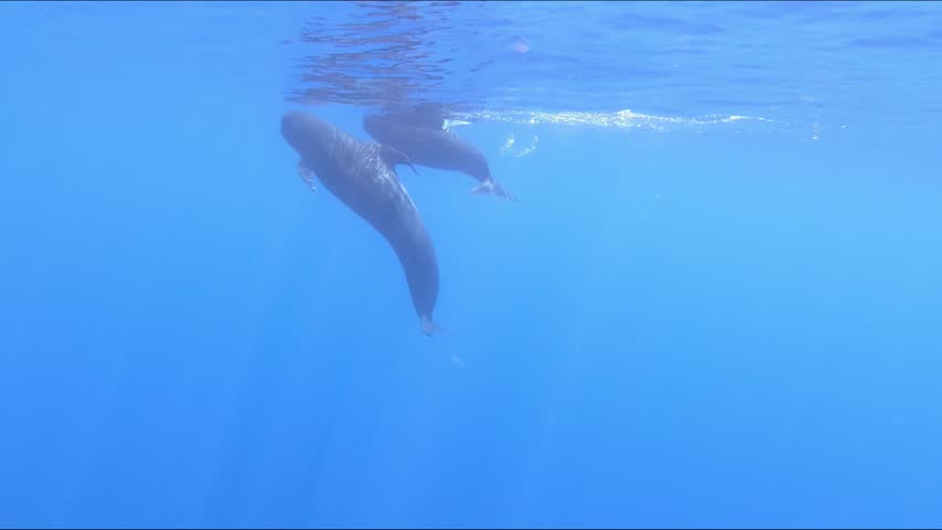 Long-finned pilot whale (Globicephala melas) in the Mediterranean Sea. Cetacean wildlife, marine mammal behavior, ocean conservation. Delphinidae family, odontoceti. 4K marine wildlife footage.
