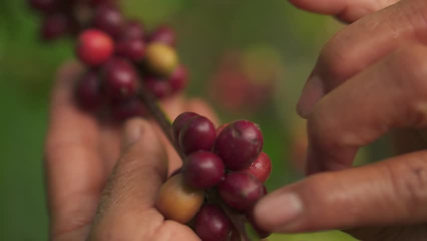 Close up of gardener hand examine cherry beans. Arabica coffee berries by asian farmer hands Robusta and Arabica coffee berries by hand. | Shutterstock HD Video #1100287431